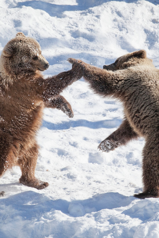 Rovaniemi: Day at Ranua Wildlife Park Arctic Zoo - The one-hour ride into the Arctic forest