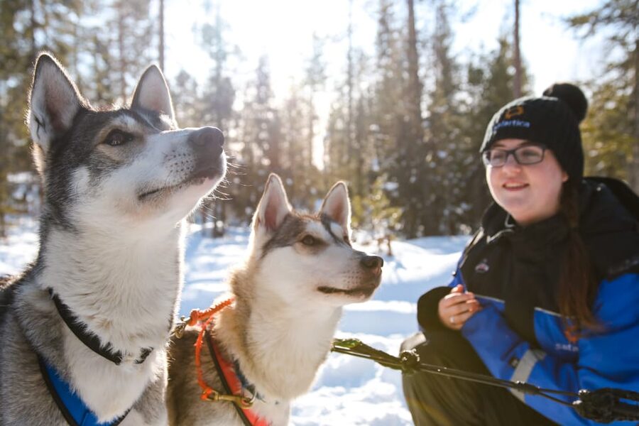 Rovaniemi: Daytime Husky Safari - Key points to know before booking