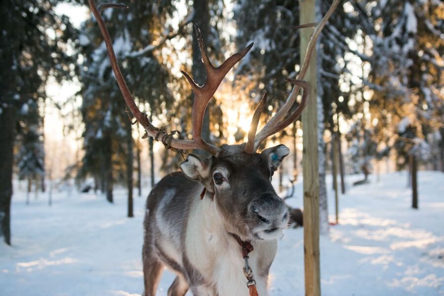 Rovaniemi: Daytime Reindeer Sleigh Ride - Key points to know before you book