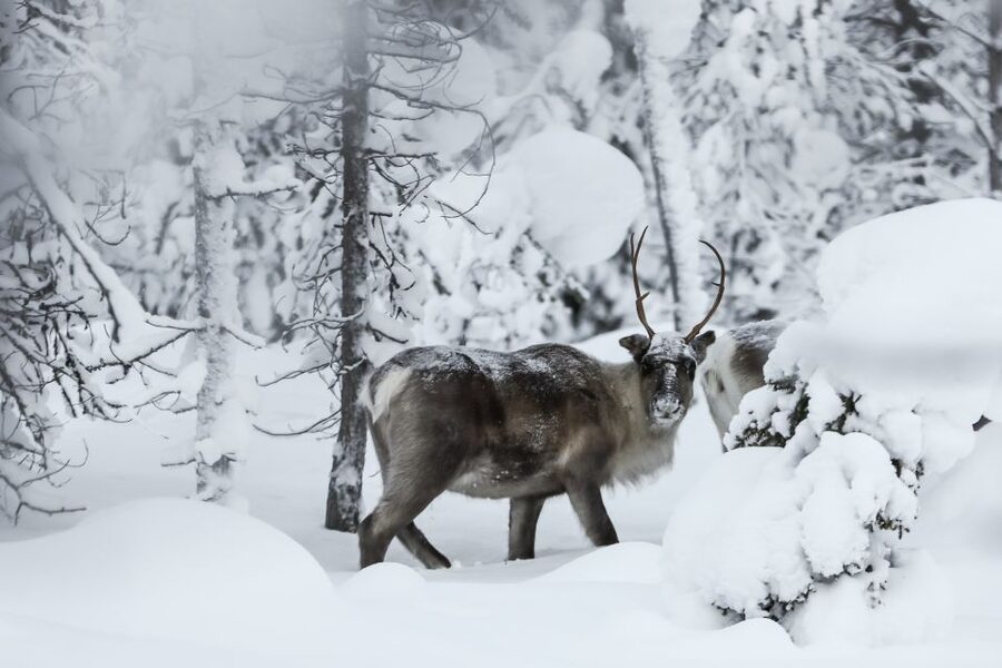 Rovaniemi: Daytime Reindeer Sleigh Ride - A gentle start at the reindeer farm