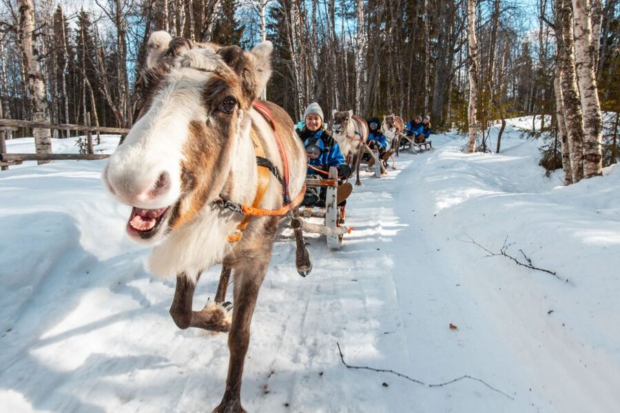 Rovaniemi: Daytime Reindeer Sleigh Ride - Is the short ride good value?