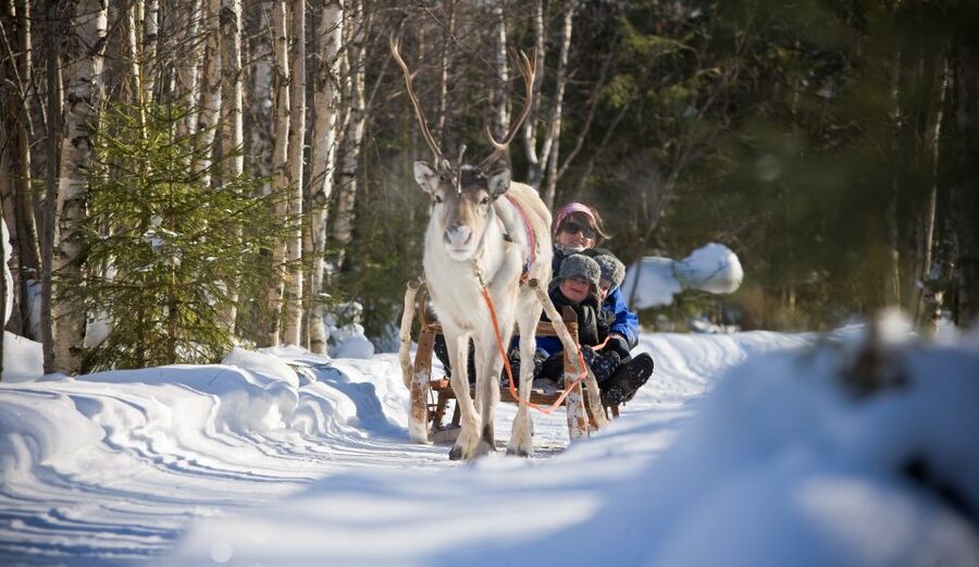 Rovaniemi: Daytime Reindeer Sleigh Ride - My final call: book it for atmosphere, not distance