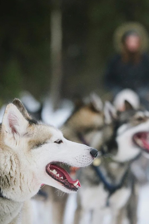 Rovaniemi: Family Friendly Husky Ride and Farm Visit - Meeting the huskies near Rovaniemi