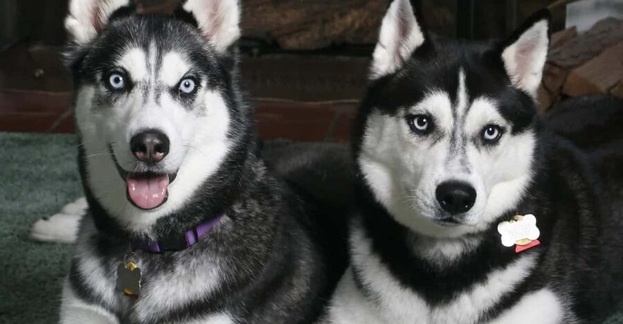 Rovaniemi: Family Friendly Husky Ride and Farm Visit - A hot drink before the snow ride