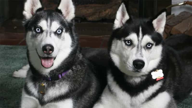 Rovaniemi: Family Friendly Husky Ride and Farm Visit - Time with the dogs after the ride