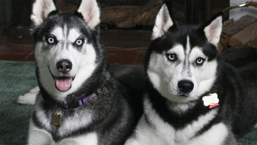 Rovaniemi: Family Friendly Husky Ride and Farm Visit - Why the price needs careful thought