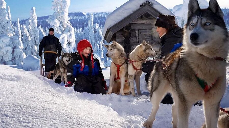 Rovaniemi: Family Friendly Husky Ride and Farm Visit - What five minutes behind the dogs feels like