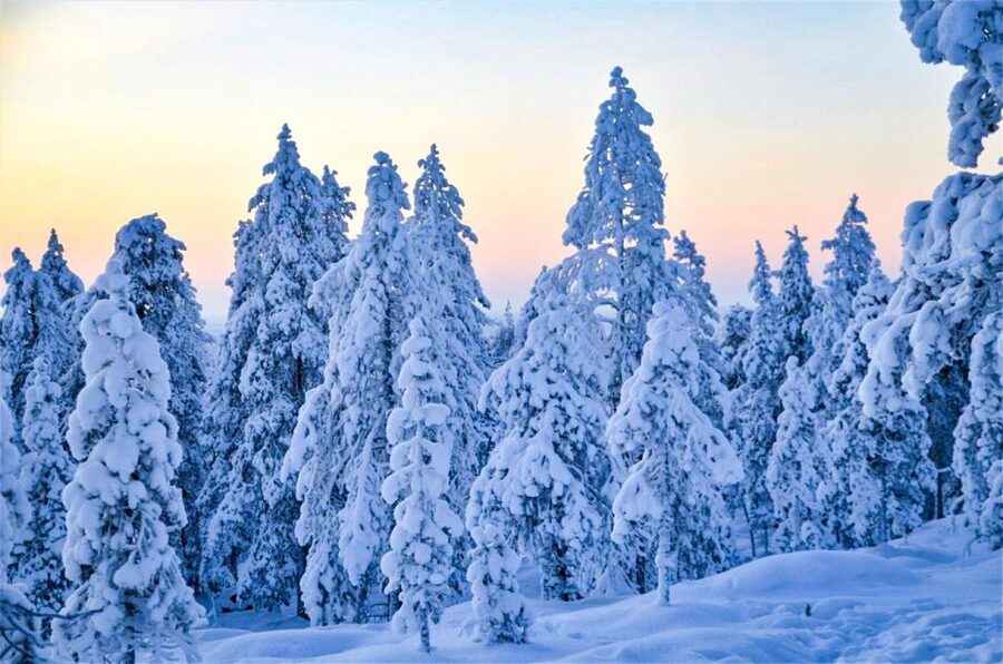 Rovaniemi: Guided Wilderness Snowmobile Ride - From Rovaniemi’s office to the snowy trail