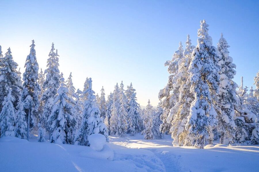 Rovaniemi: Guided Wilderness Snowmobile Ride - One hour through the frozen forest