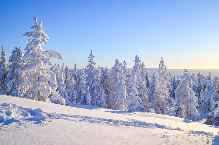 Rovaniemi: Guided Wilderness Snowmobile Ride - The important cost and liability details