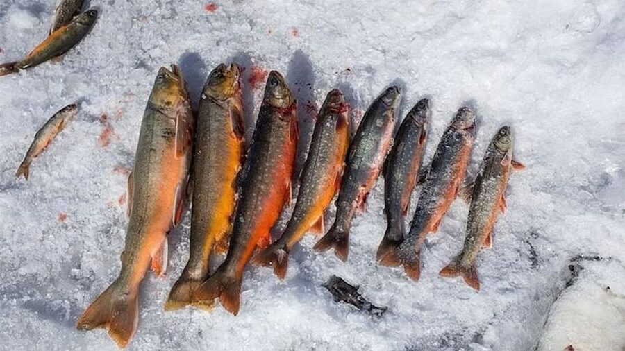 Rovaniemi: Half-Day Snowmobile & Ice Fishing Experience - Trading the Forest Trail for a Frozen Lake