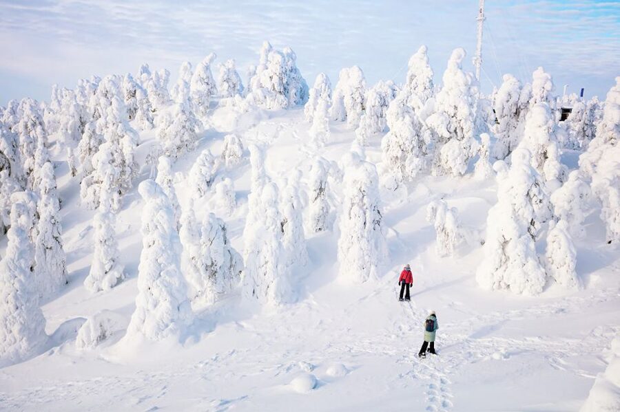 Rovaniemi: Hiking and Snowshoeing Adventure in Lapland - Leaving Rovaniemi for the Arctic Circle forest