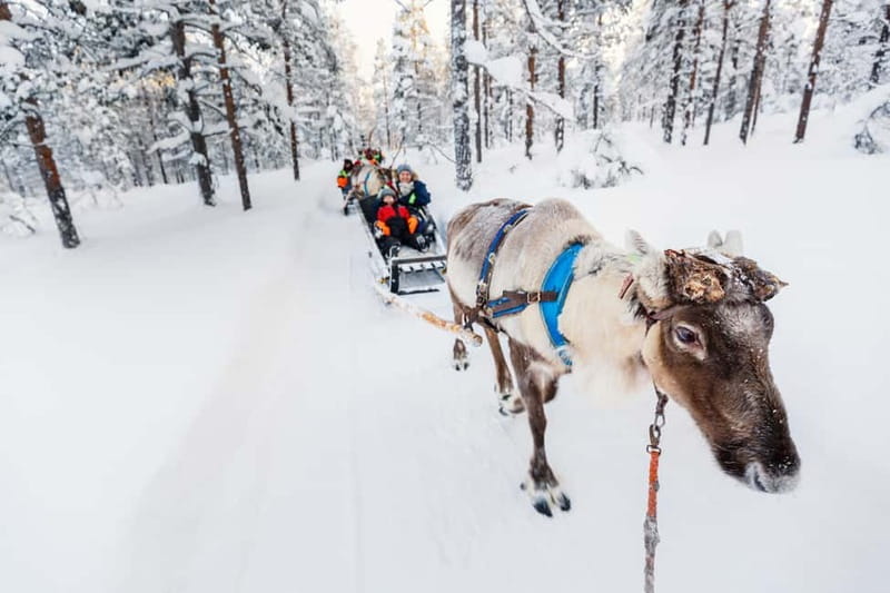 Rovaniemi: Husky Farm and Reindeer Experience - Key points to know before booking
