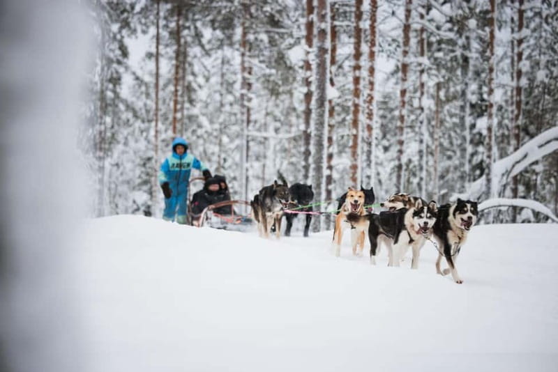 Rovaniemi: Husky Farm and Reindeer Experience - Meeting the Alaskan huskies
