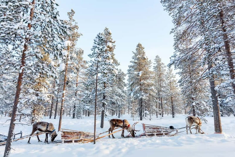 Rovaniemi: Husky Farm and Reindeer Experience - Santa Claus Village after the farms