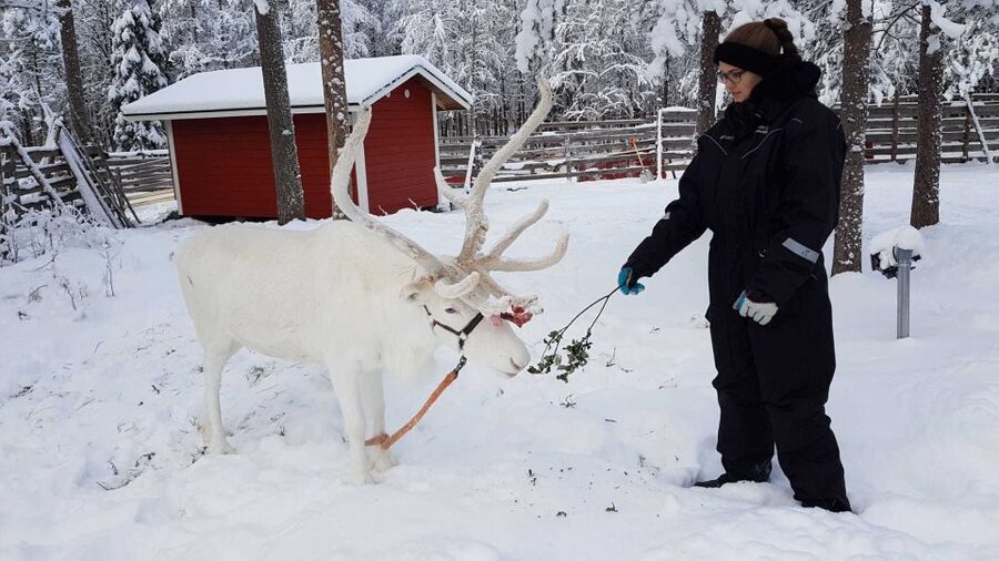 Rovaniemi: Husky Farm and Reindeer Experience - Guides and the feel of the day