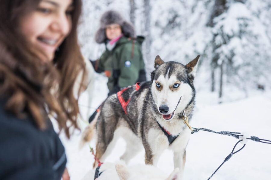 Rovaniemi: Husky Farm Visit with a Sledge Ride - Riding one kilometer through the snowy woods