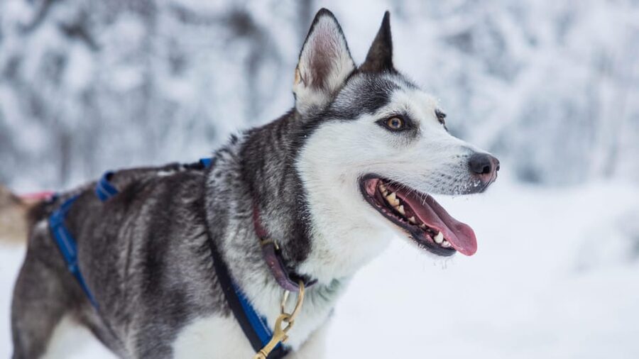 Rovaniemi: Husky Farm Visit with a Sledge Ride - Getting there from Rovaniemi