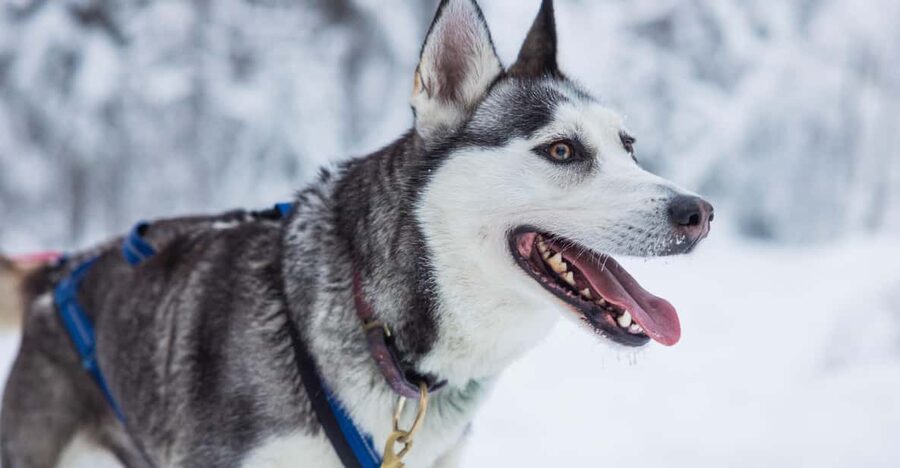 Rovaniemi: Husky Farm Visit with a Sledge Ride - How the timing affects the experience