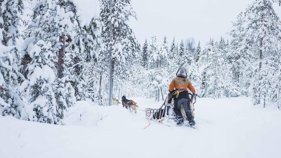 Rovaniemi: Husky Farm Visit with a Sledge Ride - What the mushing talk adds