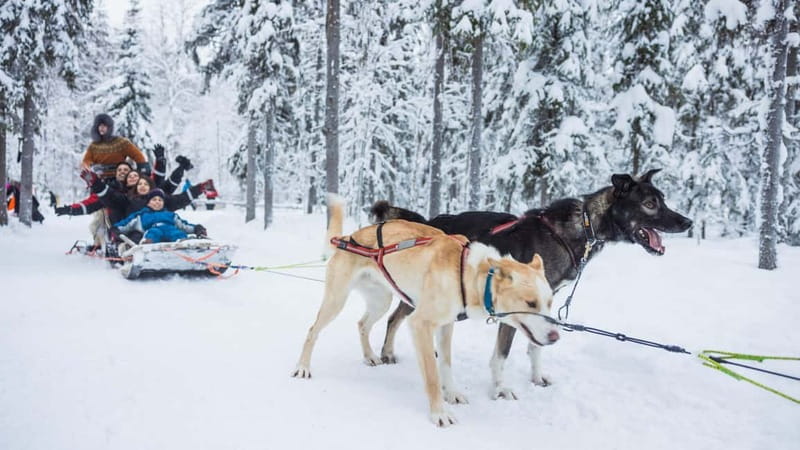 Rovaniemi: Husky & Reindeer Experience with Snowmobile Ride - Who should book this experience?