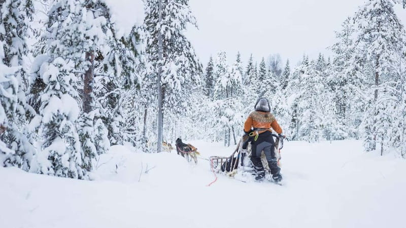 Rovaniemi: Husky & Reindeer Experience with Snowmobile Ride - One day, three classic Lapland experiences