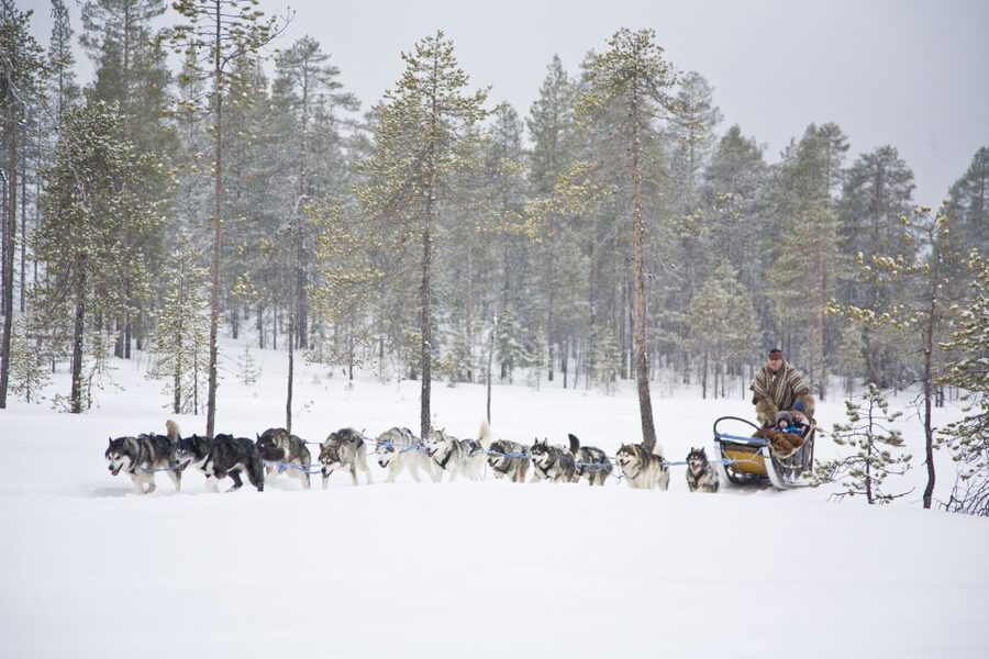 Rovaniemi: Husky & Reindeer Experience with Snowmobile Ride - Is $225 per person good value?