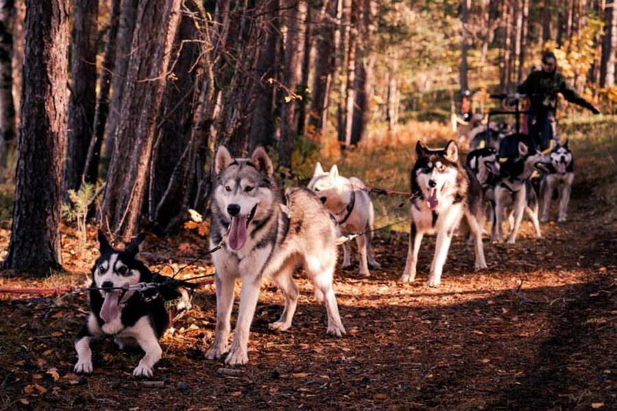 Rovaniemi: Husky Safari & Campfire BBQ – 6‑10 km Self‑Drive - A hands-on husky run outside Rovaniemi