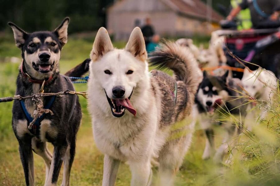 Rovaniemi: Husky Safari & Campfire BBQ – 6‑10 km Self‑Drive - The $249 question