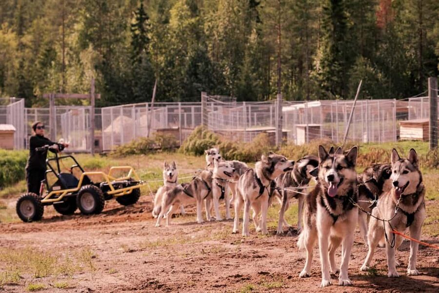 Rovaniemi: Husky Safari & Campfire BBQ – 6‑10 km Self‑Drive - Guides, clothing, and what to bring