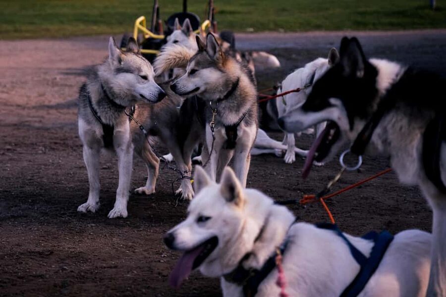 Rovaniemi: Husky Safari & Campfire BBQ – 6‑10 km Self‑Drive - Who will enjoy this most