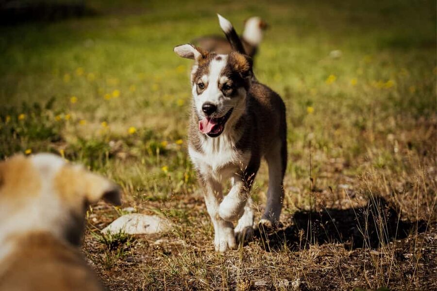 Rovaniemi: Husky Safari & Campfire BBQ – 6‑10 km Self‑Drive - Cancellation and planning notes