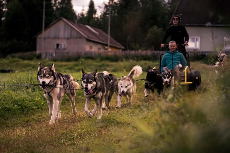 Rovaniemi: Husky Safari & Campfire BBQ – 6‑10 km Self‑Drive - Working With a Team of Eager Huskies