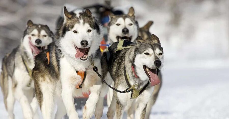 Rovaniemi: Husky Safari on a Snowy Trail - Key points to know before booking