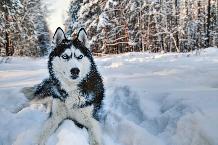 Rovaniemi: Husky Safari on a Snowy Trail - The ride begins with the dogs