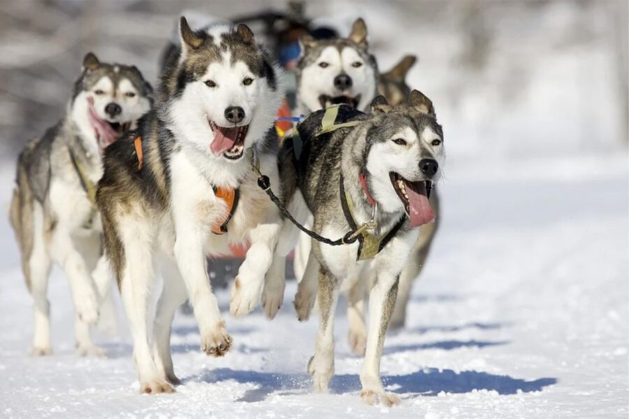 Rovaniemi: Husky Safari on a Snowy Trail - Meeting the farm’s working dogs
