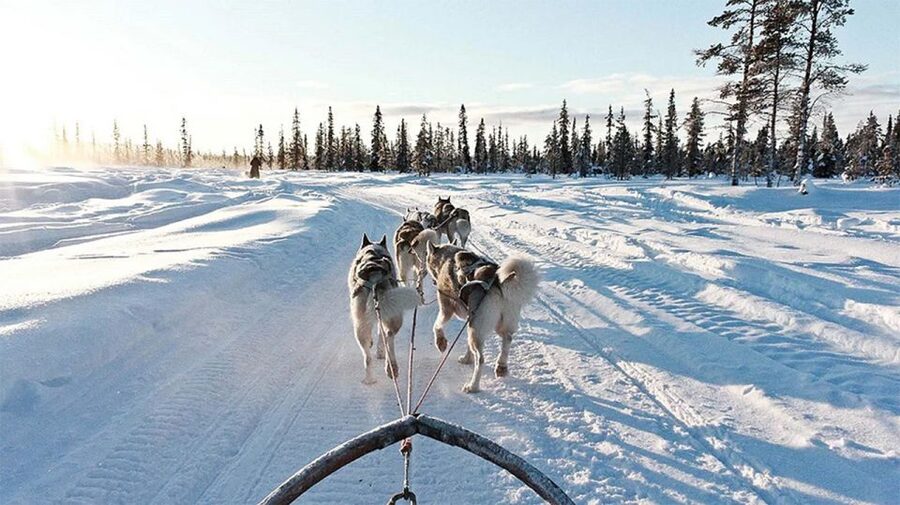 Rovaniemi: Husky Safari on a Snowy Trail - Is $269 a fair price?