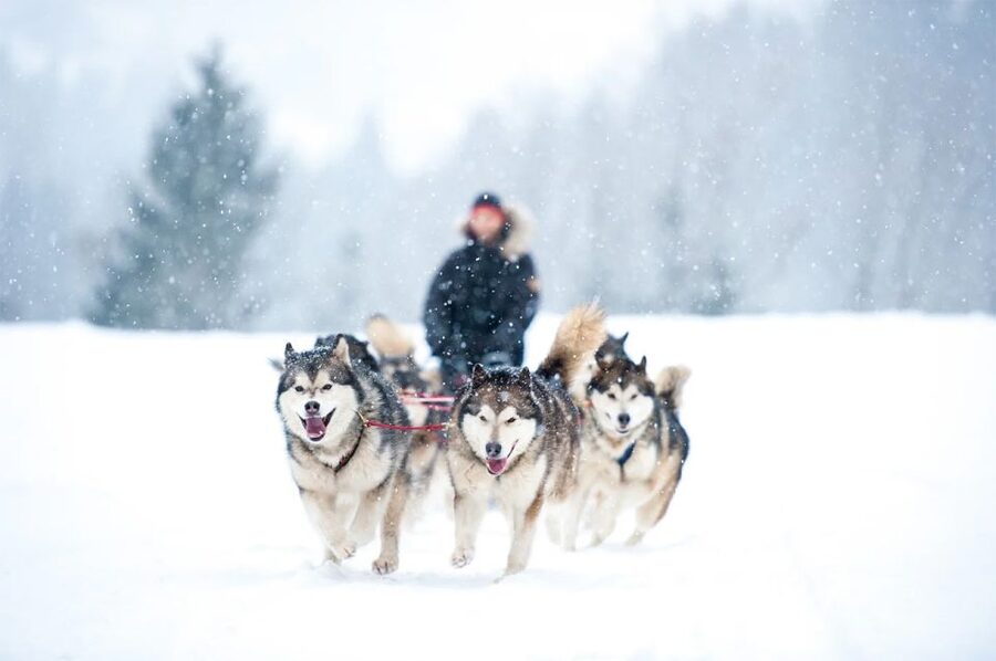 Rovaniemi: Husky Safari on a Snowy Trail - Six miles through Finnish winter