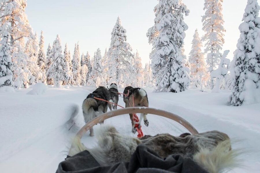 Rovaniemi: Husky Sled Ride and Farm Visit - Inside the heated hut