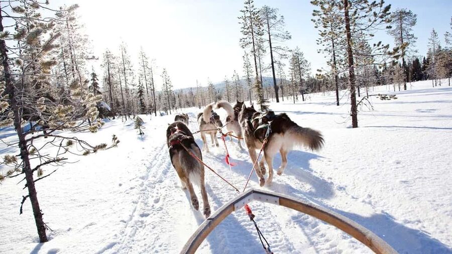 Rovaniemi: Husky Sled Ride and Farm Visit - How the two-hour schedule really works