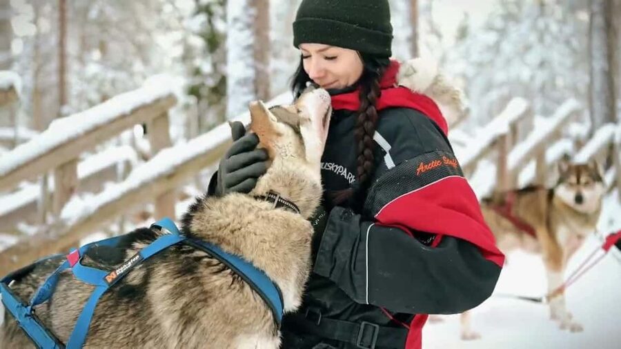 Rovaniemi: Husky Sled Ride and Farm Visit - Price and the question of value