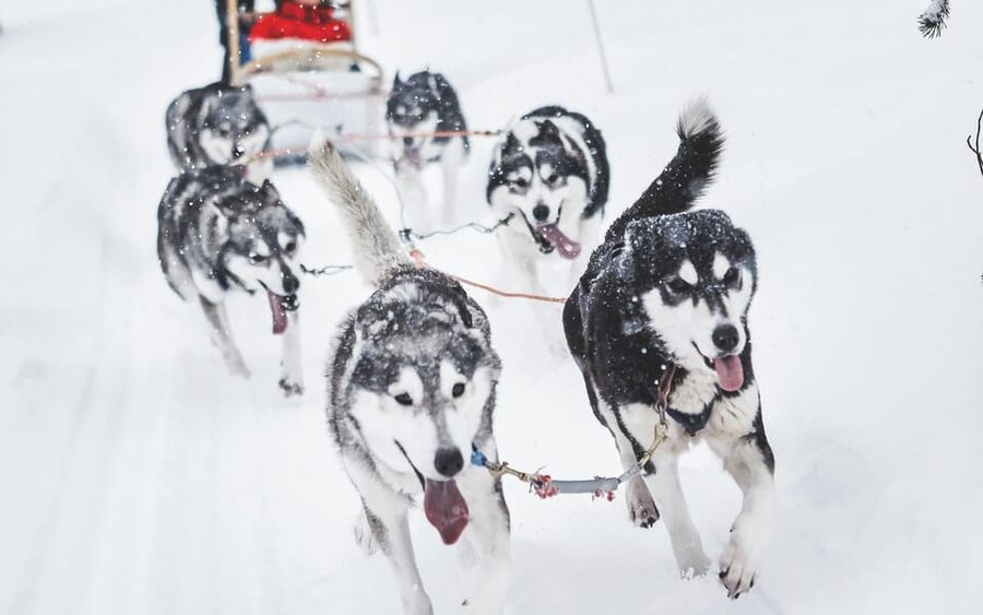 Rovaniemi: Husky Sled Ride and Farm Visit - Who will enjoy this farm visit most