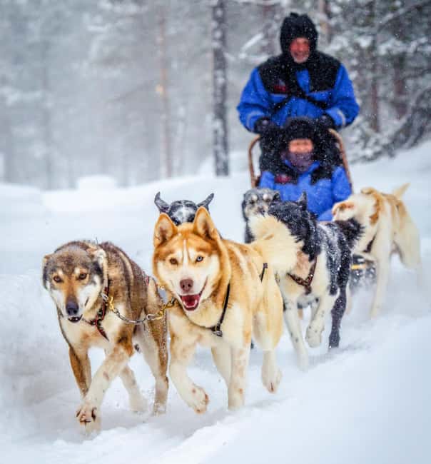 Rovaniemi: Husky Sled Ride and Farm Visit - Time with the dogs after the ride
