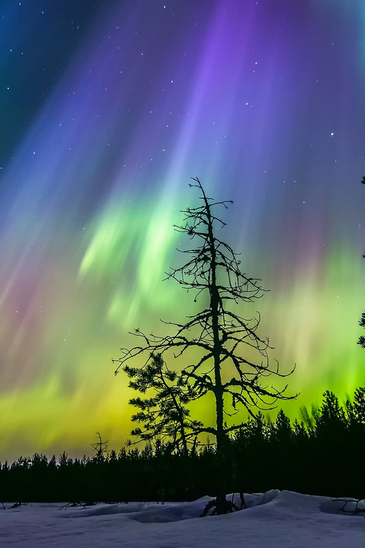 Rovaniemi: Ice Floating in Forest Lake with Aurora Borealis - Who will enjoy this most