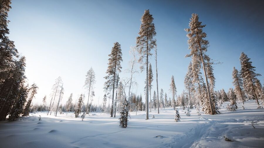Rovaniemi: Lapland Ski Trekking Safari - Why the activity can be tough for beginners