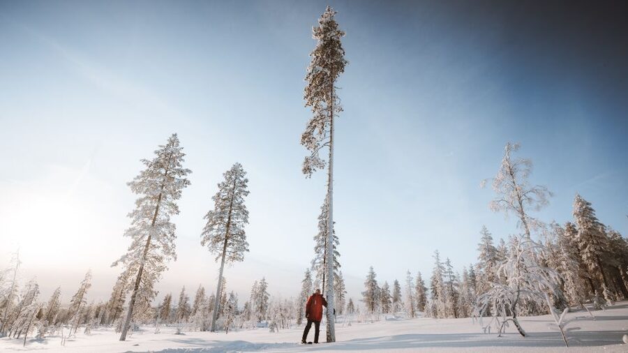 Rovaniemi: Lapland Ski Trekking Safari - Who will enjoy this most