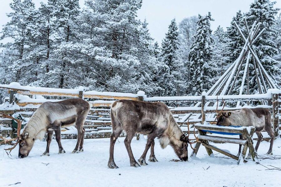 Rovaniemi: Local Reindeer Farm Visit with Sleigh Ride - Key points to know before booking