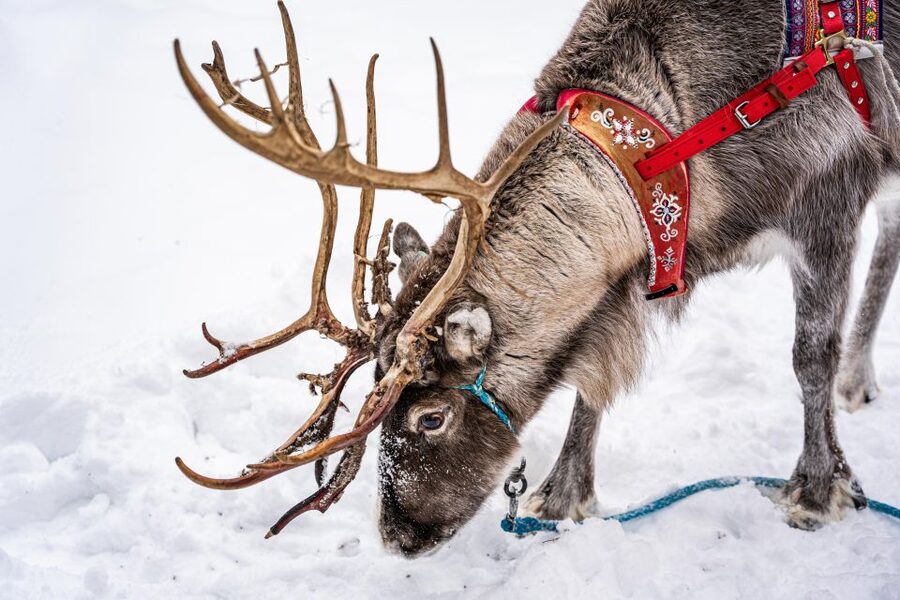 Rovaniemi: Local Reindeer Farm Visit with Sleigh Ride - Why this reindeer farm visit feels different from a quick sleigh ride