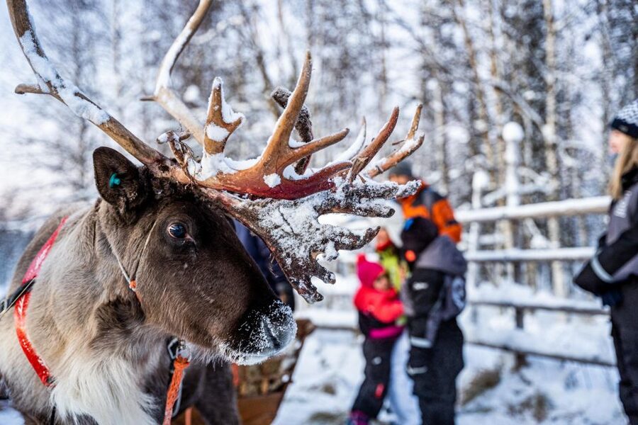 Rovaniemi: Local Reindeer Farm Visit with Sleigh Ride - Meeting the reindeer at the farm