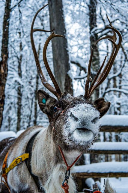 Rovaniemi: Local Reindeer Farm Visit with Sleigh Ride - Who will enjoy this most